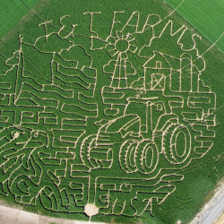 Corn Maze
