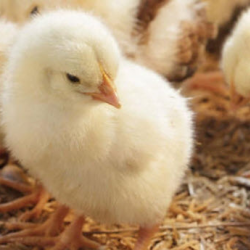 Farm & Ranch Supplies