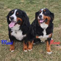 AKC Bernese Mountain Dogs