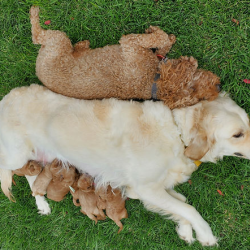 Goldendoodle puppies 