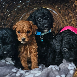 AKC Mini Poodles