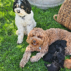 Nala + Obi Mini Poodles