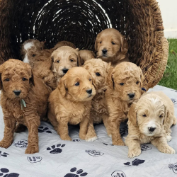 Available Puppies