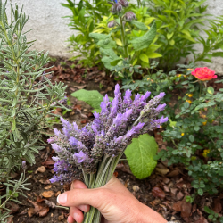 Picking Lavender in the Rain