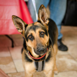 Pet Wellness Care 