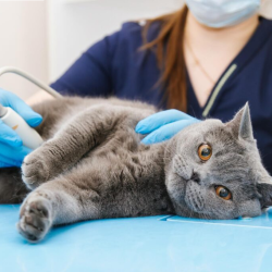 Cat and Dog Ultrasound