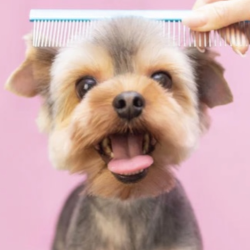 Brushes & Combs