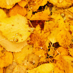 Fall Leaf Collection