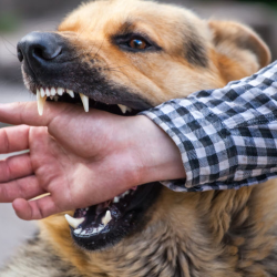 Dog Bite and Animal Attack Cases