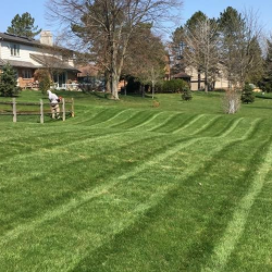 Lawn Maintenance