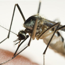 Mosquito Control Plans 