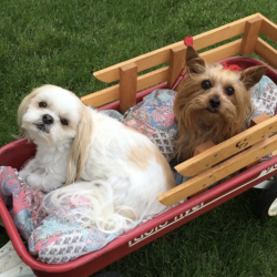 Full Day General Daycare