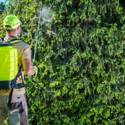 Foliar Disease Control