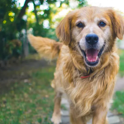 Pet-Friendly Accommodations