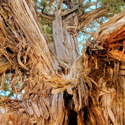 Economic Development