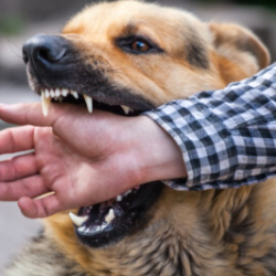 Dog Bite Cases