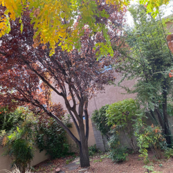 Tree Services