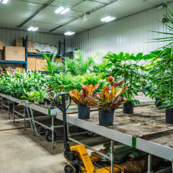 Interior Plantscapes 