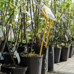 Tree Sales and Planting