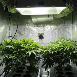 Cannabis Grow House Inspection