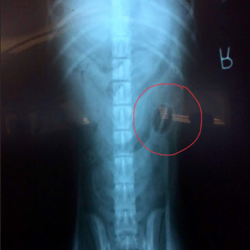 Diagnostic Imaging