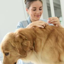 Vaccinations and Parasite Control