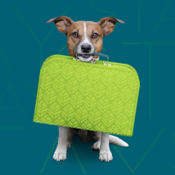 Pet-Friendly Accommodations