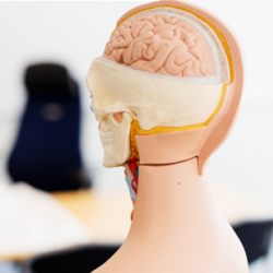 General Neurology