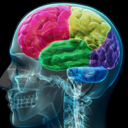Neuropsychological Testing