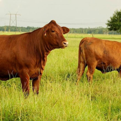 Cattle