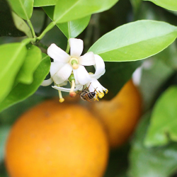 Citrus
