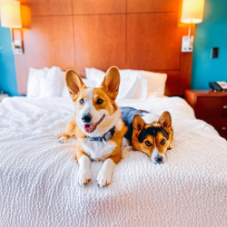 Pet-Friendly Accommodations