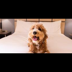 Book Pet-Friendly Sonesta Hotels