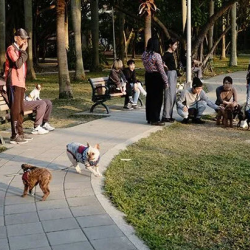 Decatur Dog Bite Lawyer 
