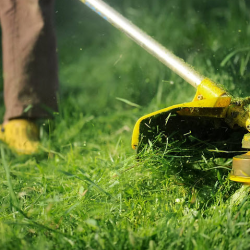Tree and Stump Removal