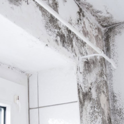 Mold Removal