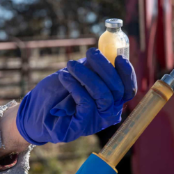 Animal Health