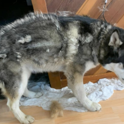 De-Shedding Treatment