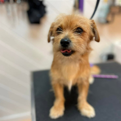 Puppy’s First Groom