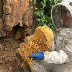 Urban Honey