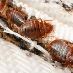 Bed Bug Treatment
