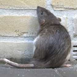 Rodent Control