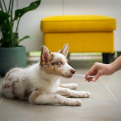 Wellness & Vaccinations