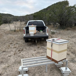 Bee Removal and Relocation