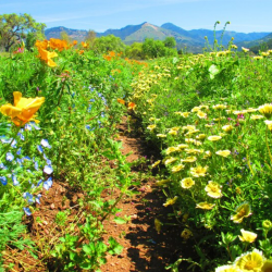 Pollinators Paradise Super-Duper