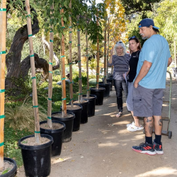 AH Annual Tree Give Away 