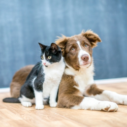 Pet Wellness Care