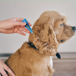 Pet Flea & Tick