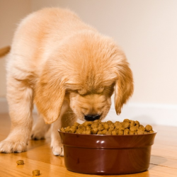 Pet Dietary Counseling