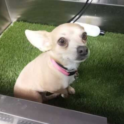 Puppy’s First Groom